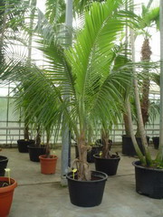 راونیا ریولاریس